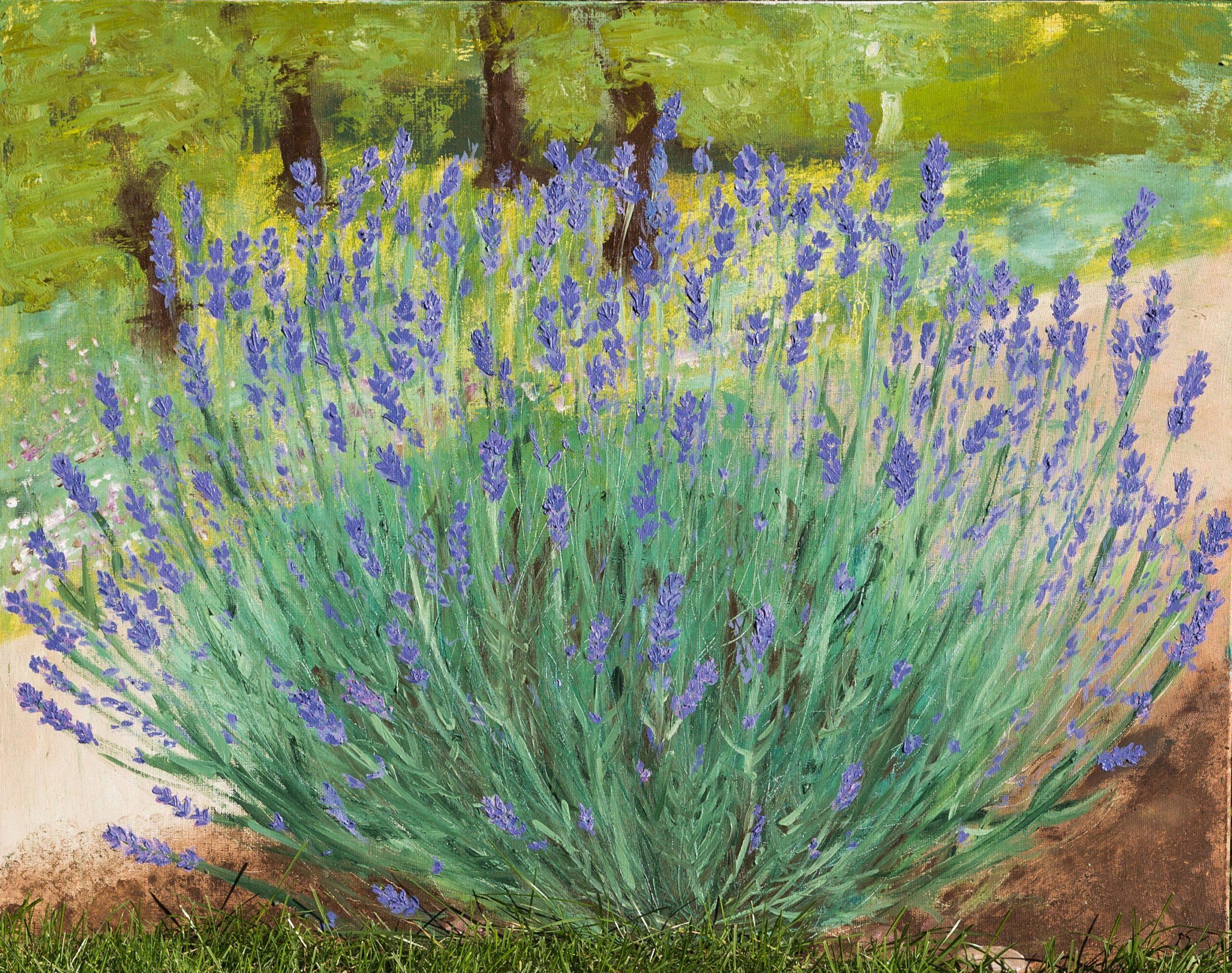 Куст лаванды